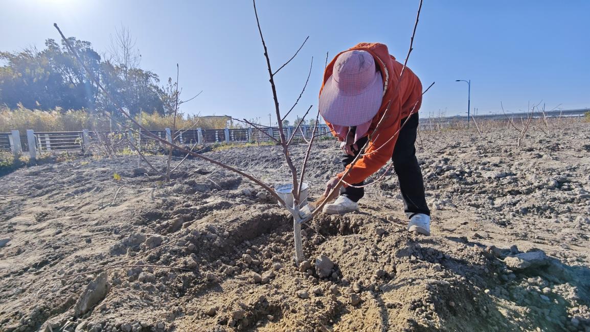 伍佑街道构港村：“甜蜜港湾”越冬忙