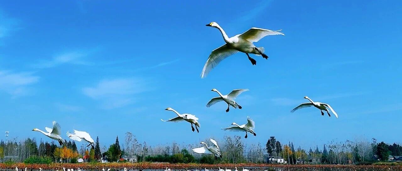 小天鹅归来，见证盐城生态守护力