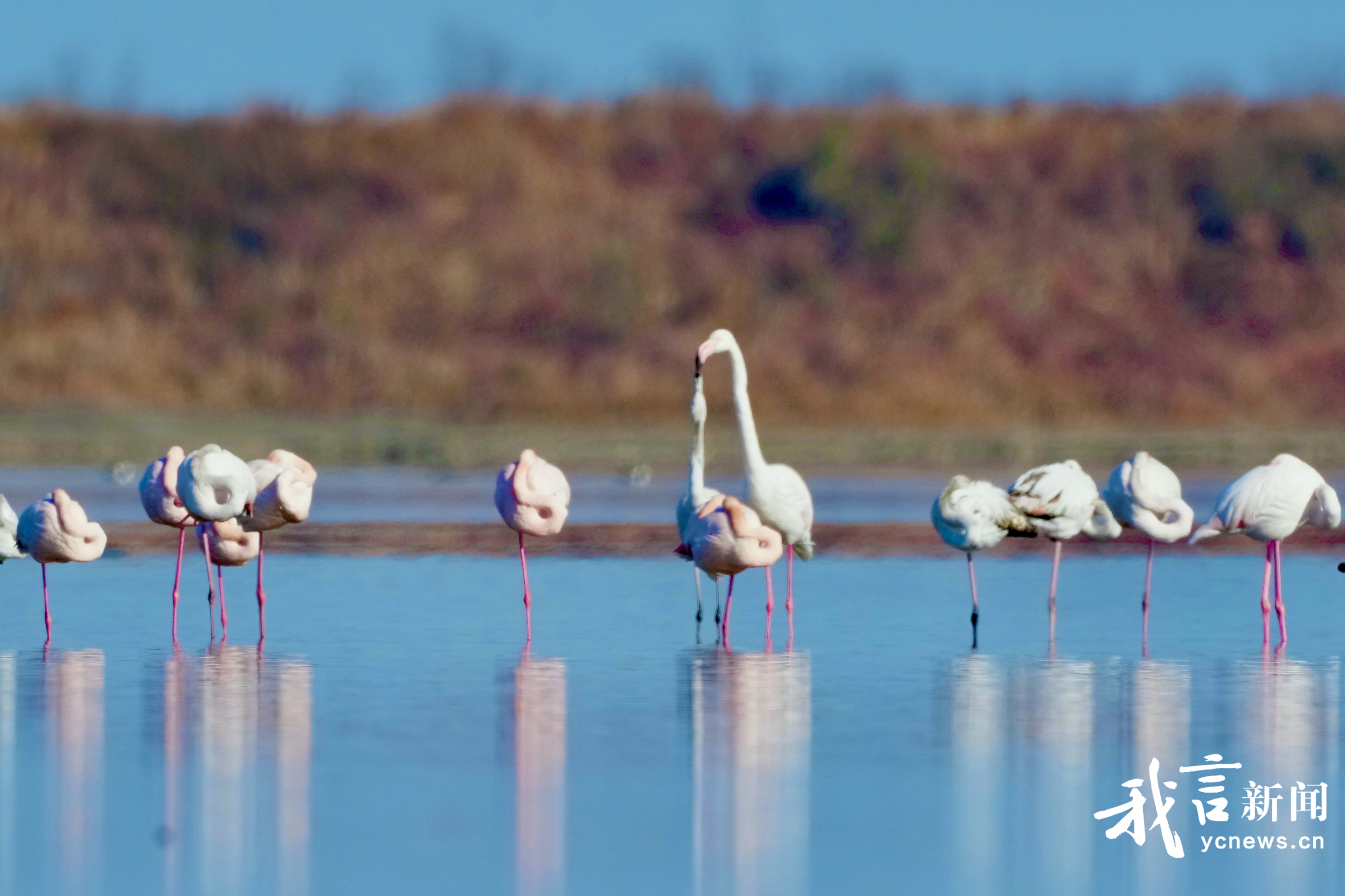 从1→19！火烈鸟恋上条子泥