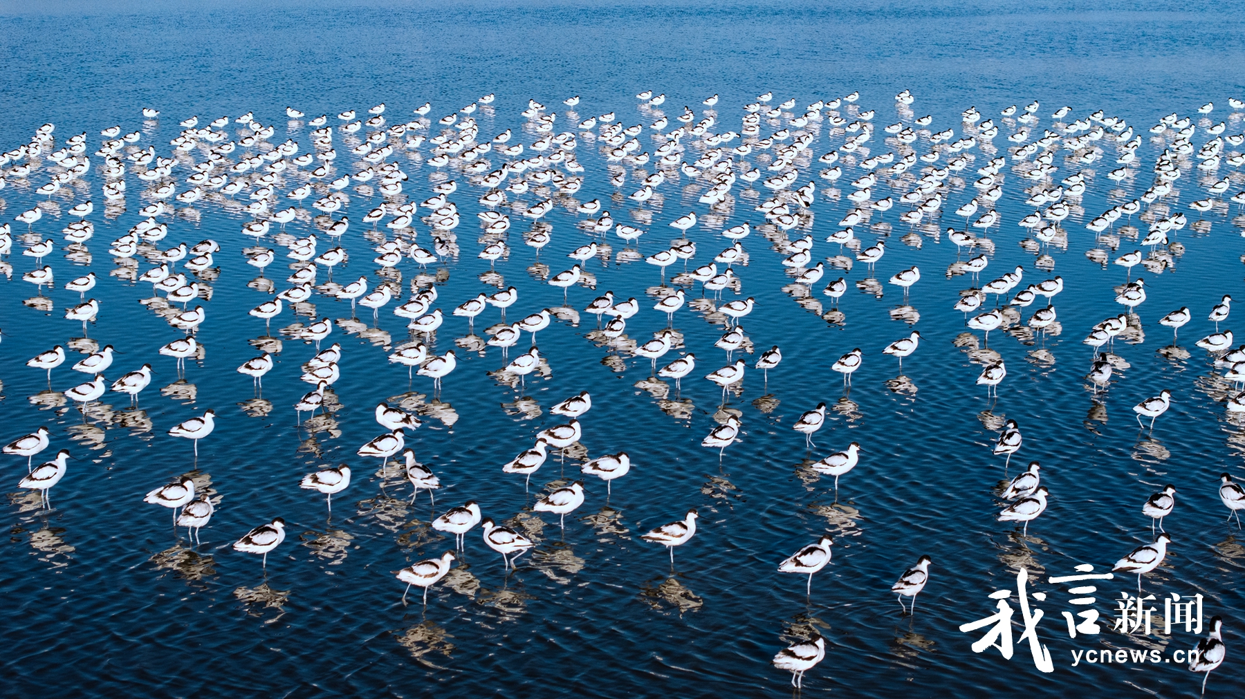 条子泥鸟类越冬天堂