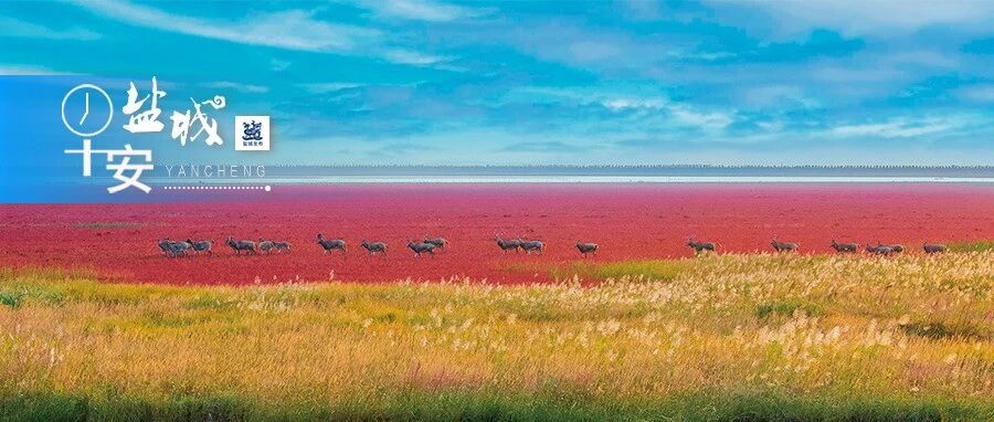 名单公布！盐城442家