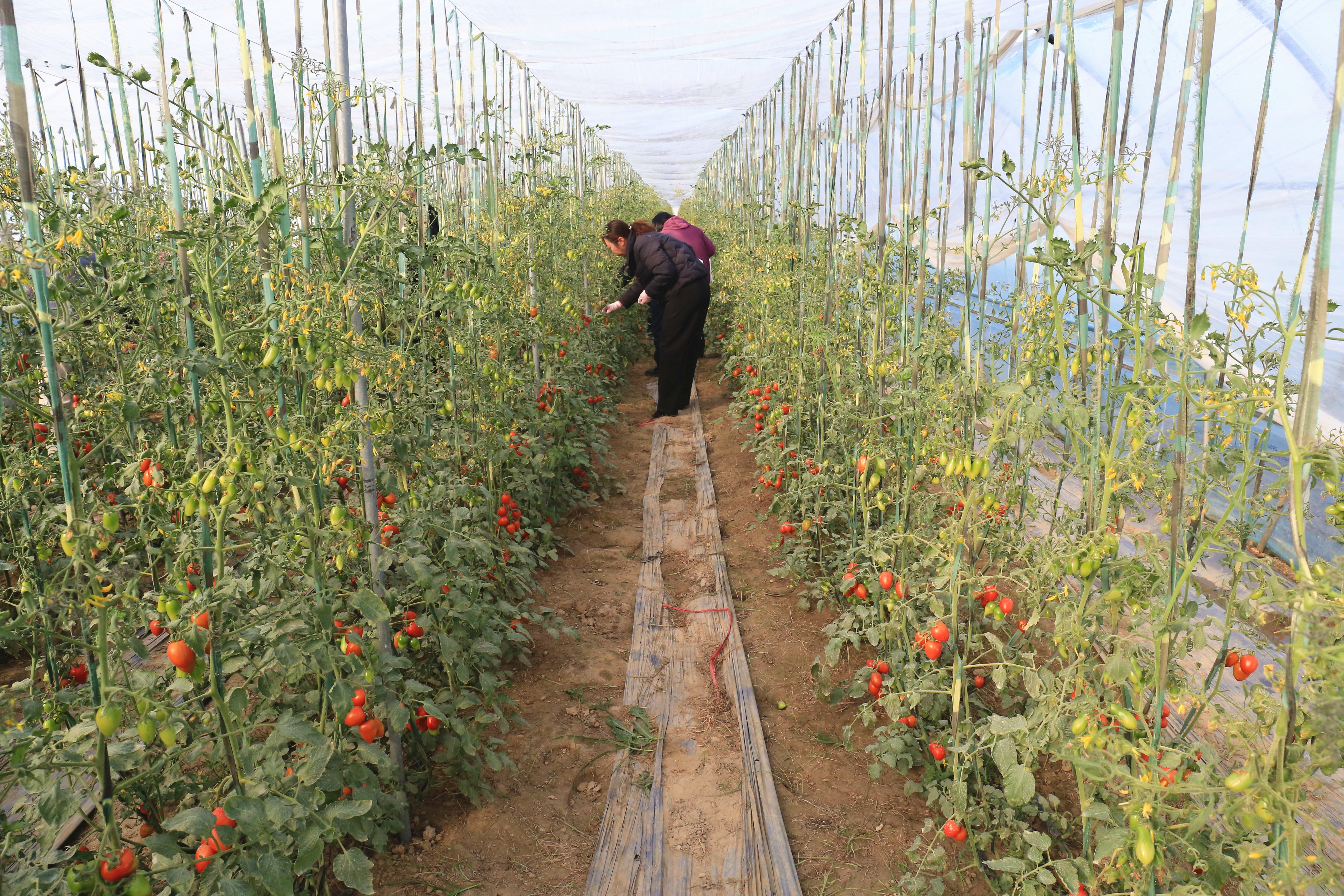 暖棚藏 “七彩”！陈文村小番茄迎寒飘香