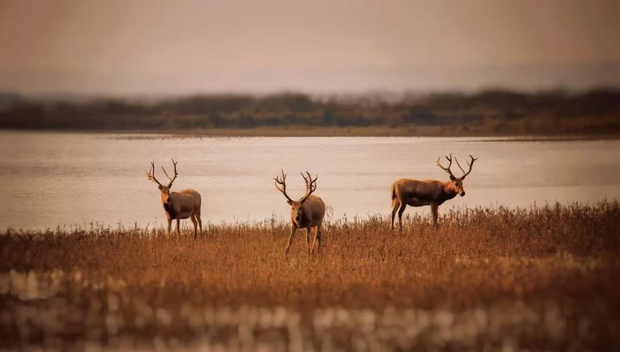 生态中国·幸福画卷丨黄海浸染绿的底色(左亭)
