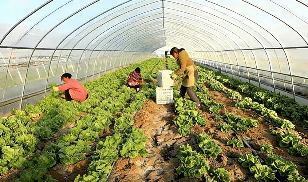 振兴路上丨江苏响水:颗颗“翡翠球”“蔬”写丰收篇