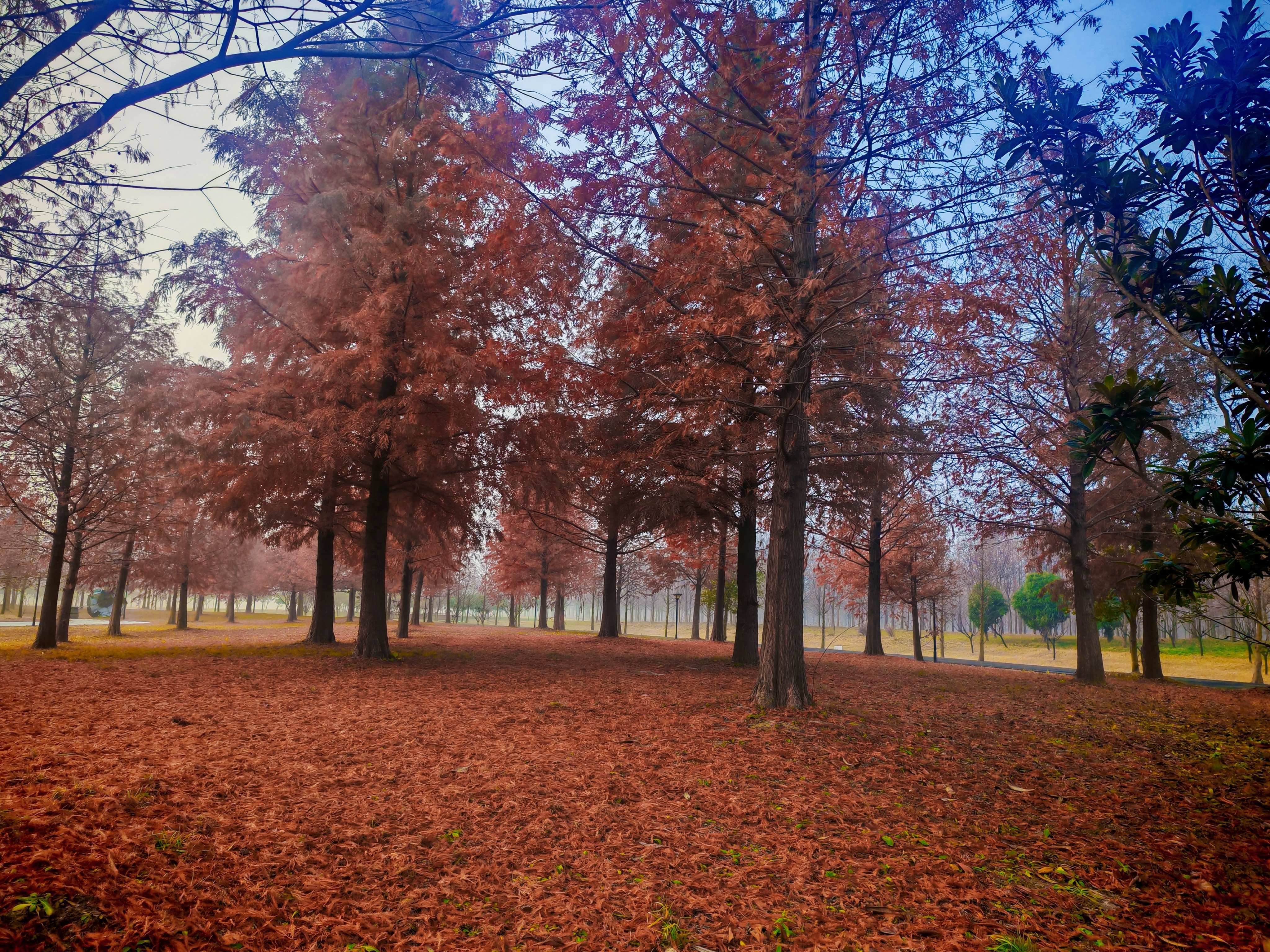 生态中国•幸福画卷丨东台黄海森林公园:雾霭晨章中的生态和鸣(管晓红)
