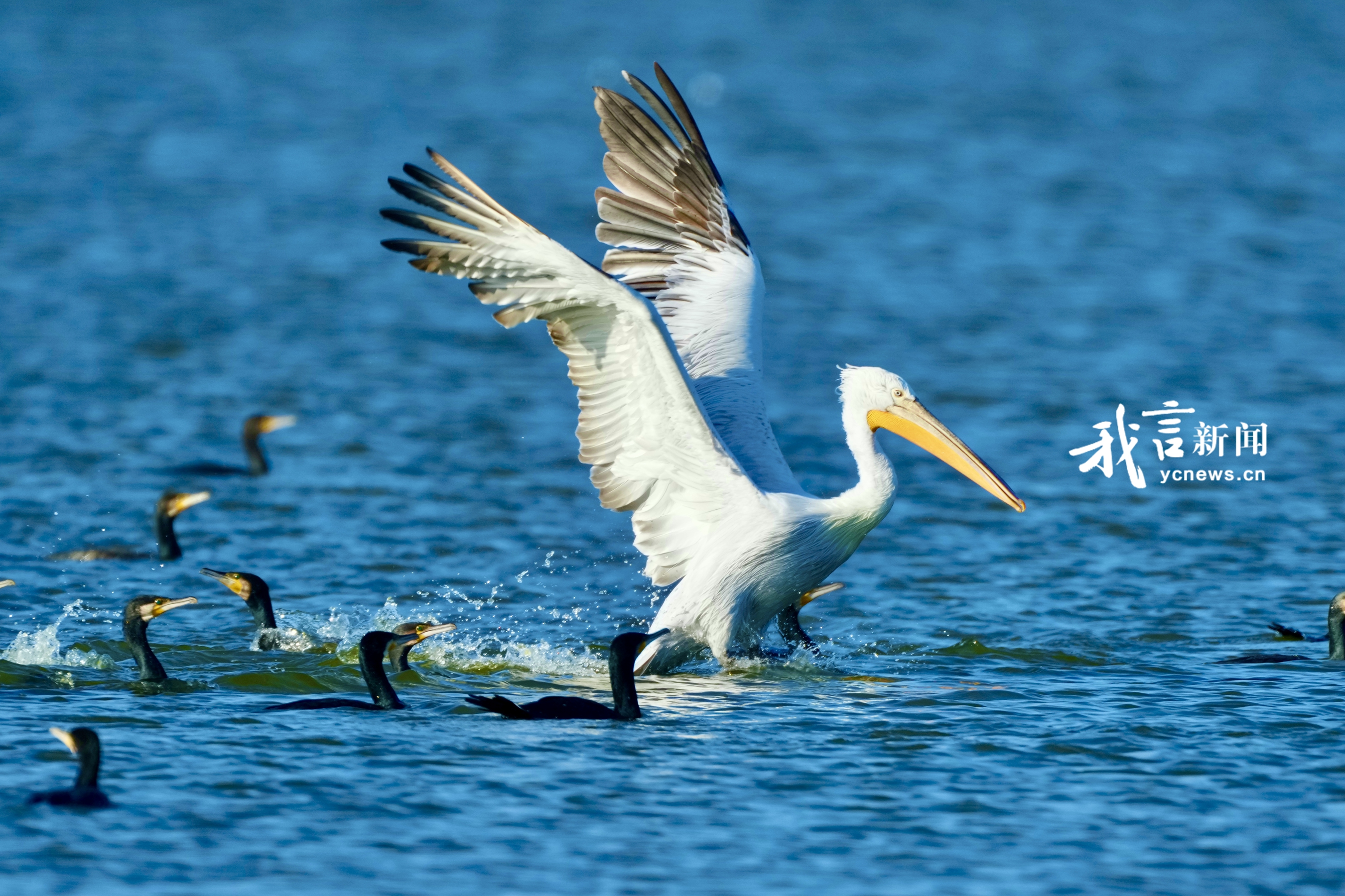 名场面！卷羽鹈鹕VS鸬鹚抢食干架啦！