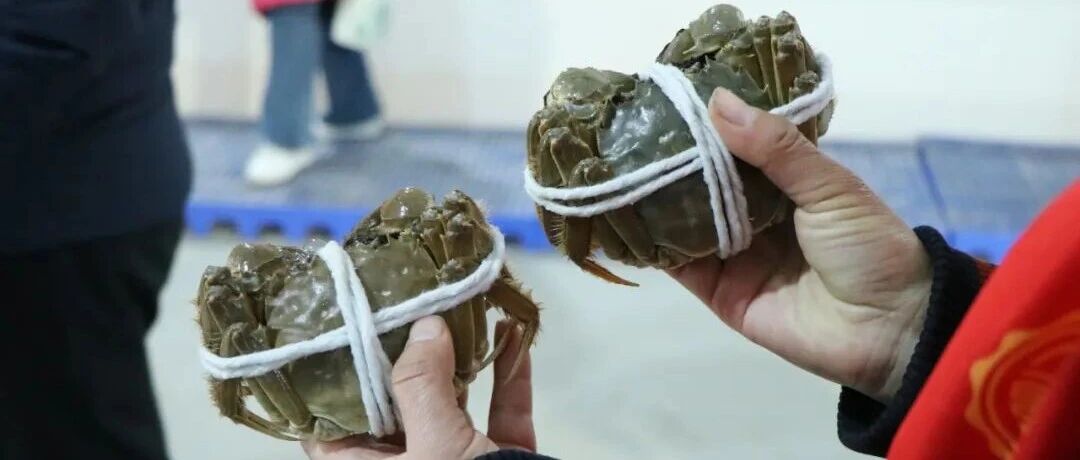 一只肥蟹，“蹦”出富民路……