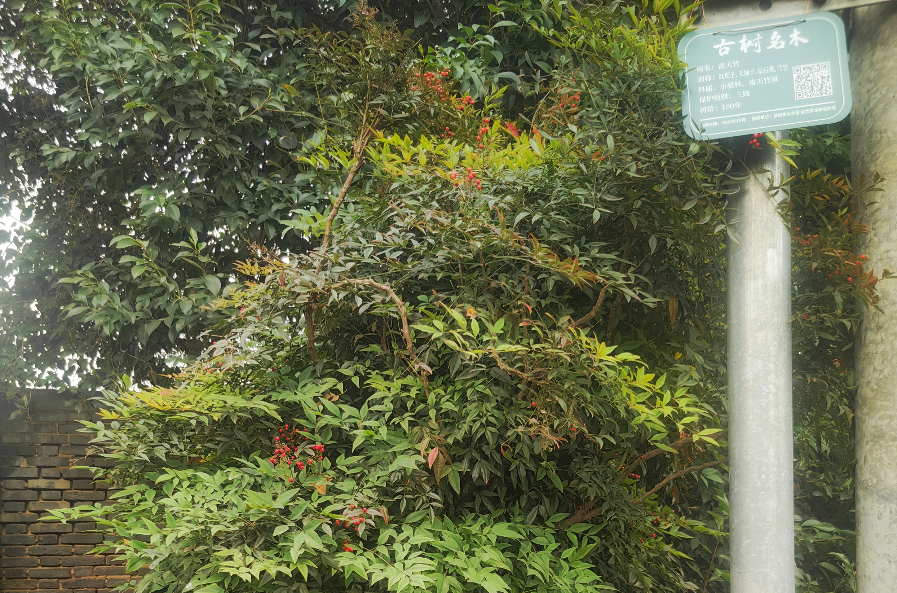 草堰镇又有3株百年古树获评三级古树