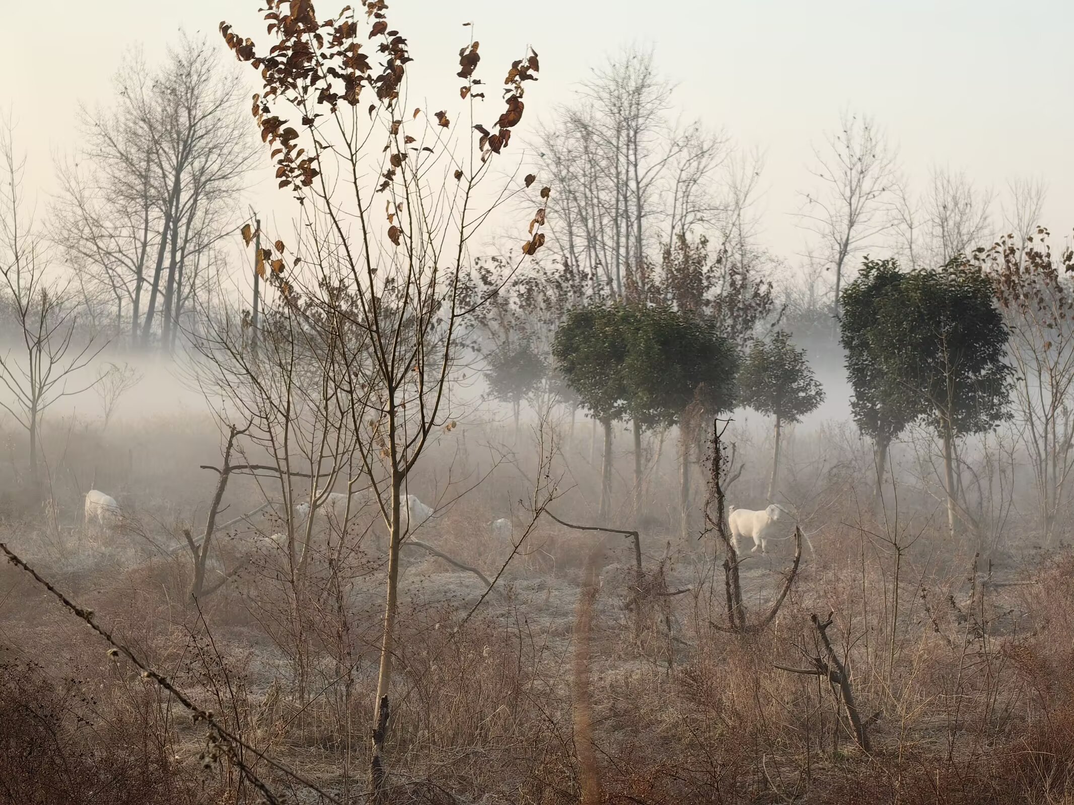生态中国·幸福画卷丨雾绕郊野生诗意 花满庭院溢幸福(王晓丹)
