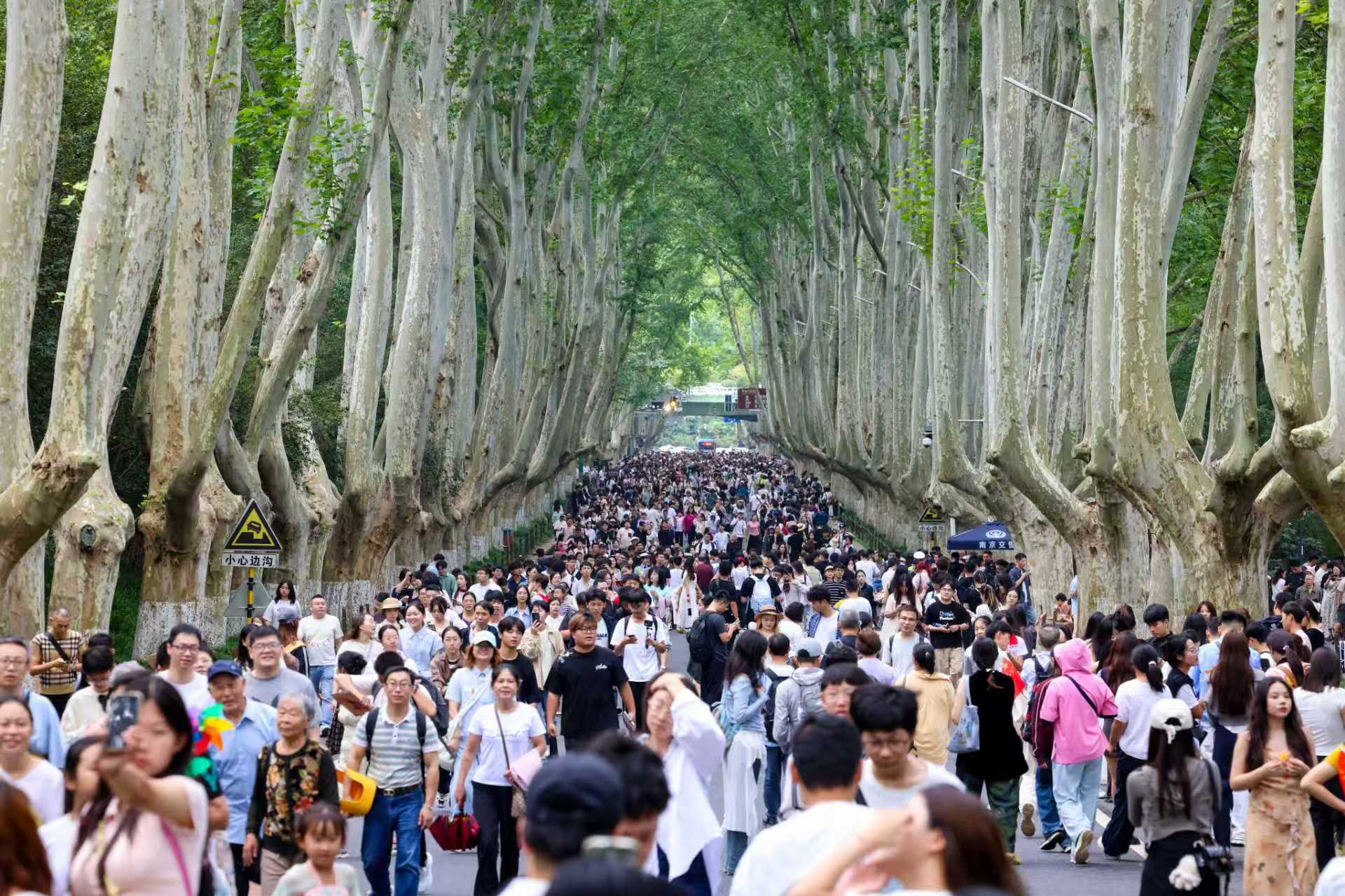 国庆中秋假期，众多游客漫步陵园路。南京日报/紫金山新闻记者段仁虎 摄