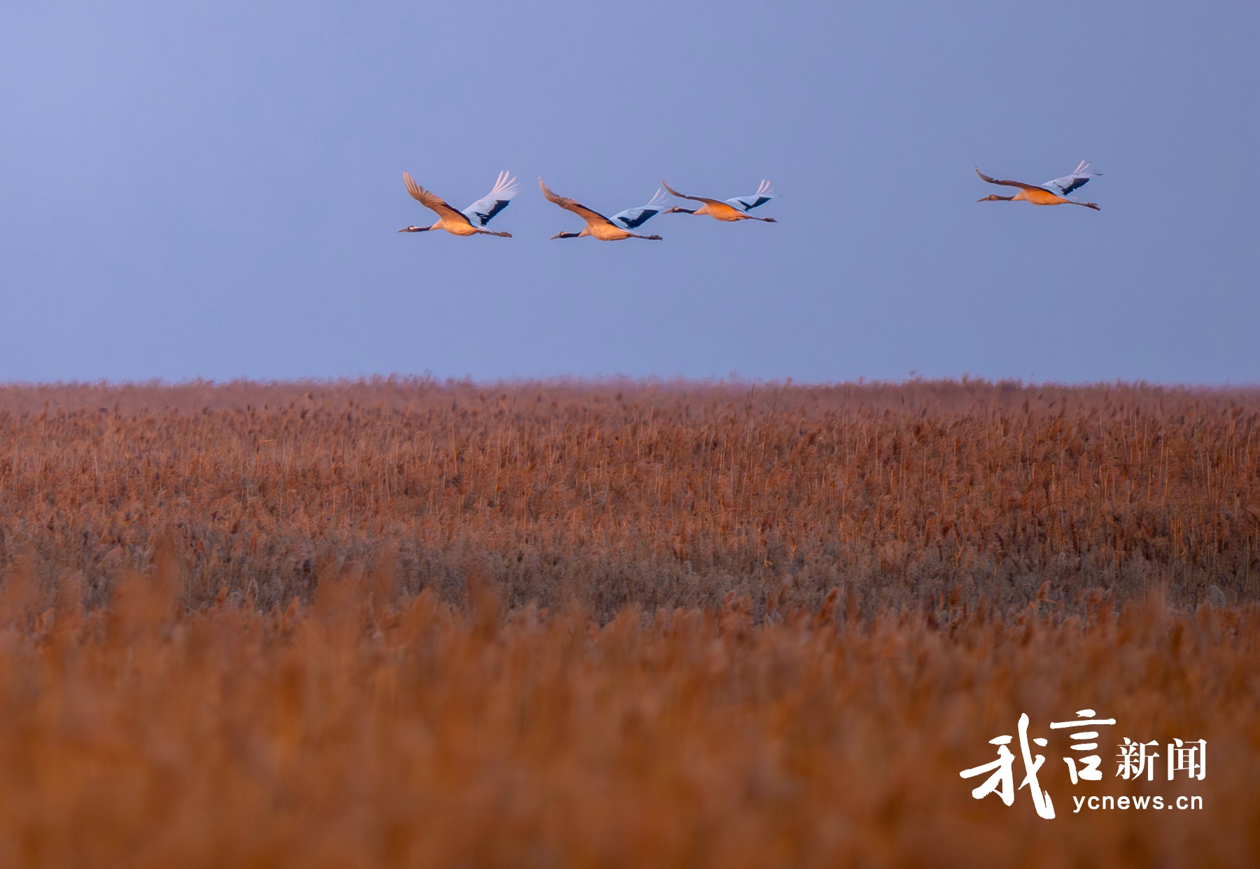 越冬的丹顶鹤与滩涂相映成趣