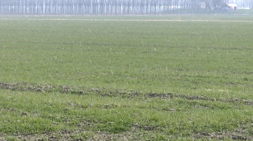 江苏阜宁:高标准农田建设扎实推进 筑牢粮食安全根基