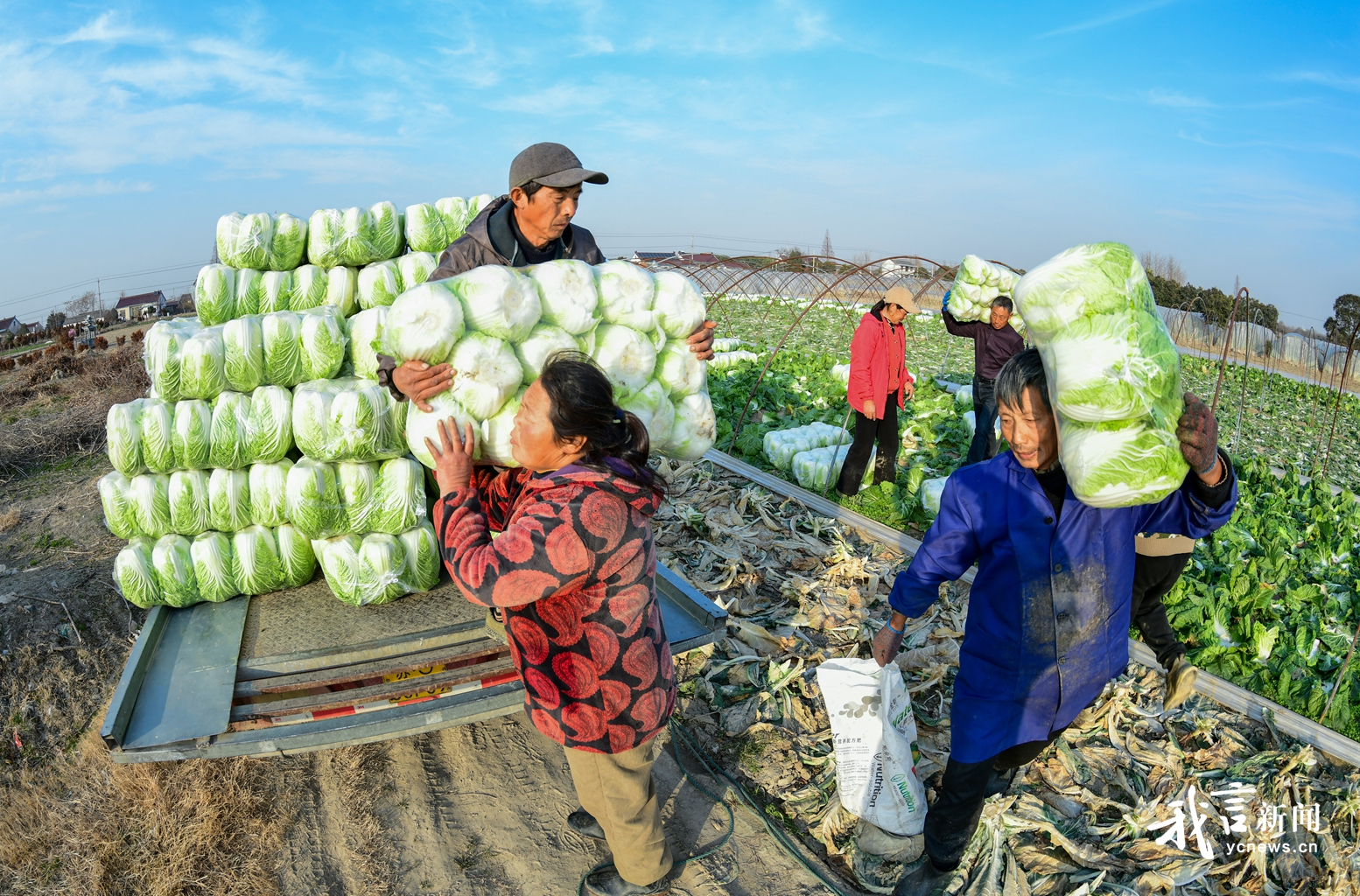新街大白菜产销两旺 特色农业促农增收