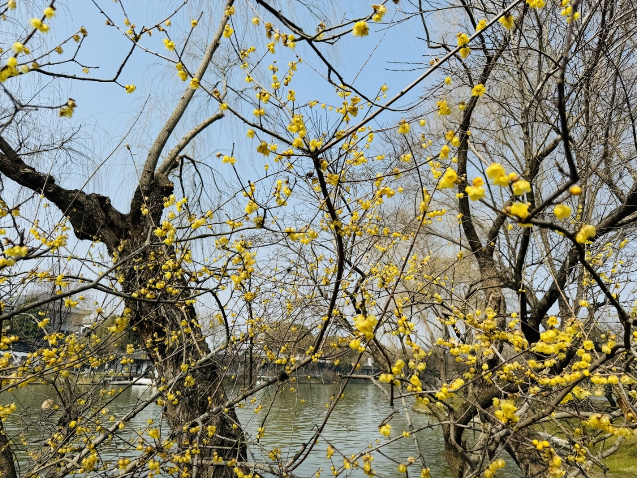 生态中国·幸福画卷丨瘦西湖的冬日絮语(王桥)