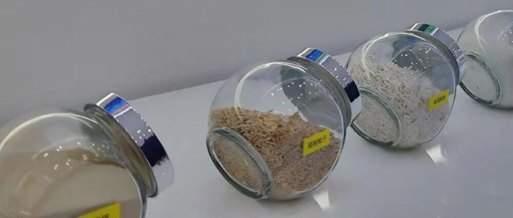 别眨眼！看盐城海藻的七十二般“武艺”