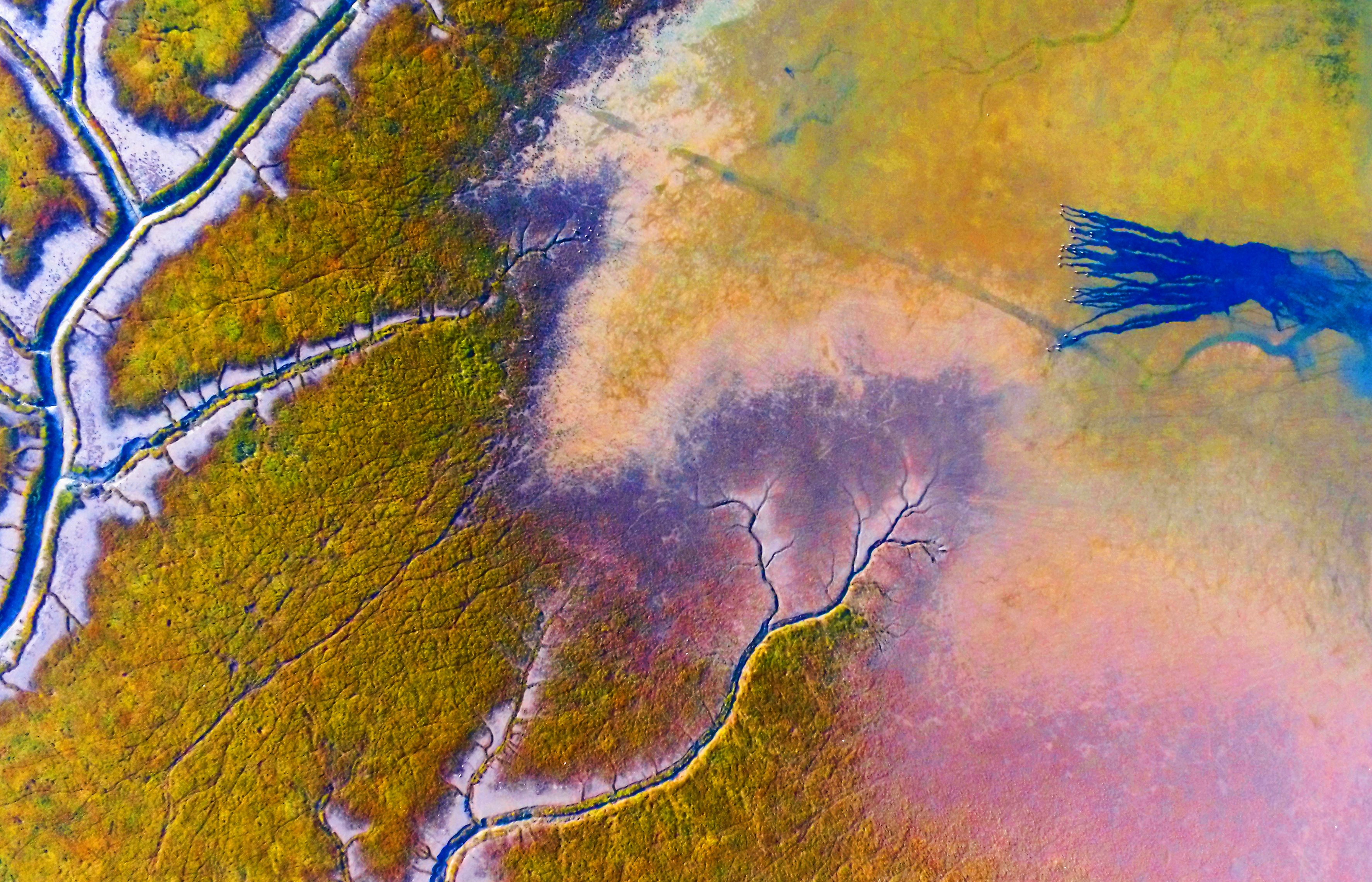 世界湿地日 大丰成绩单亮眼