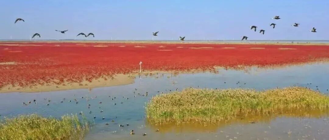 盐城112公里海岸线，正悄然蝶变！