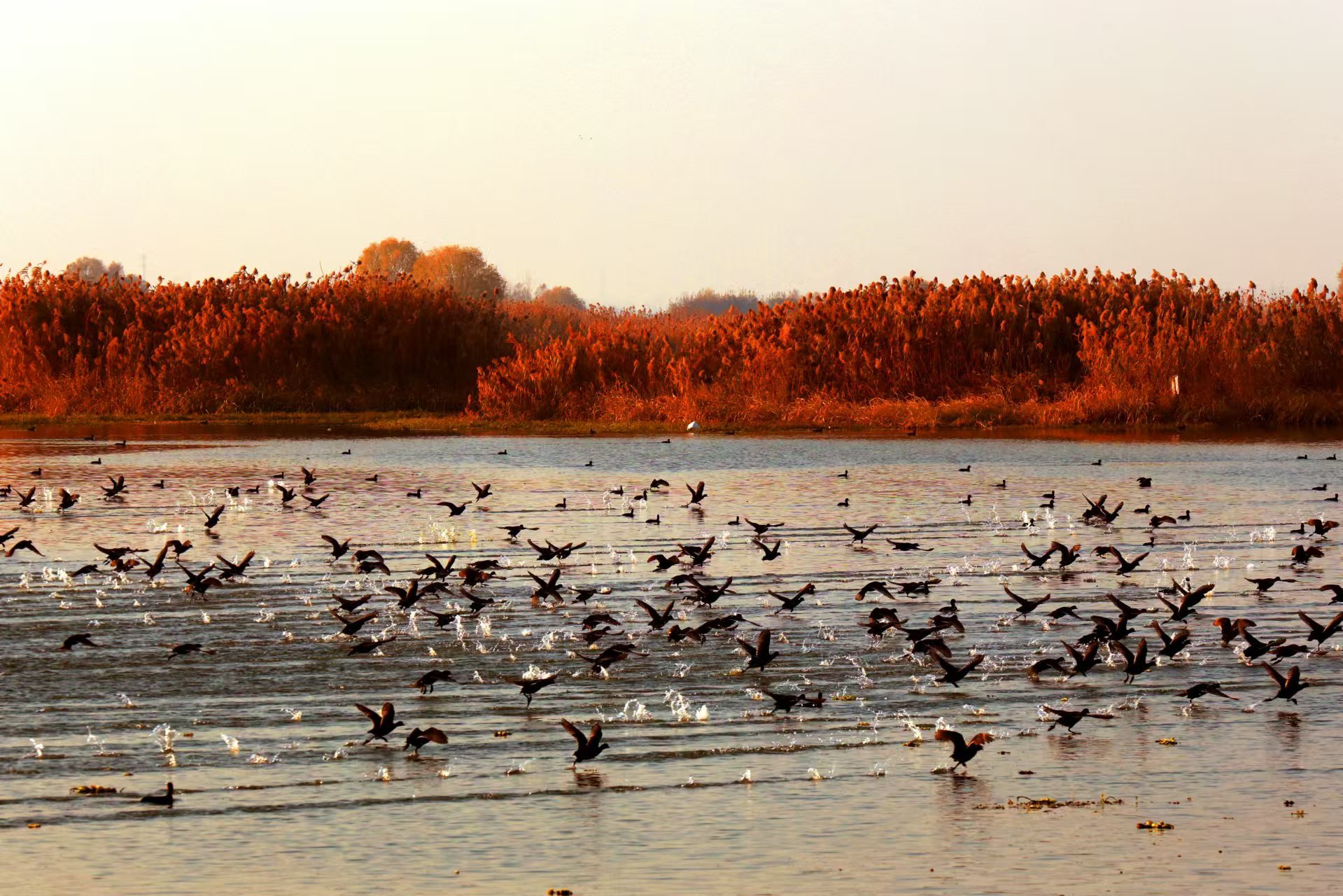 每日一景 | 盐城盐都:万鸟齐飞春来到