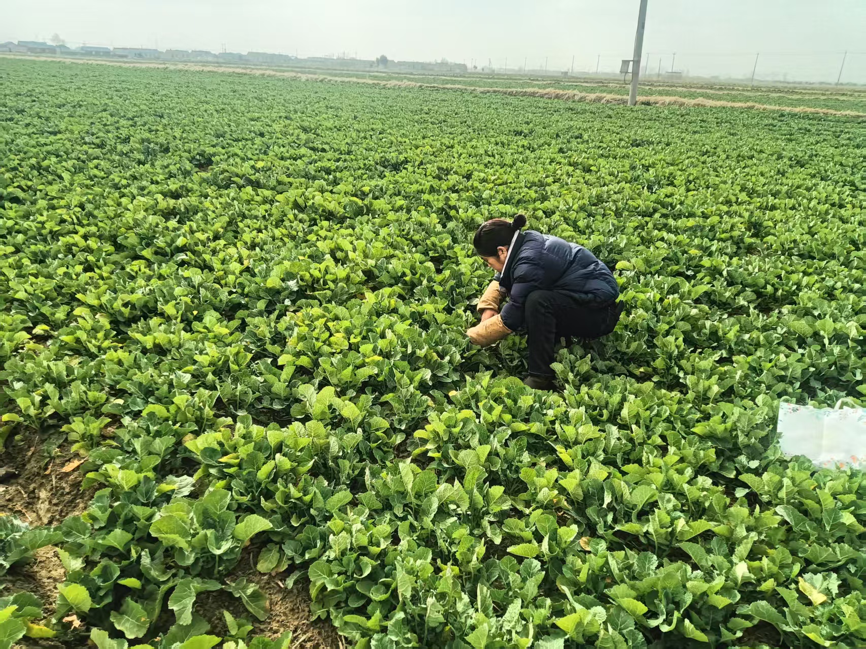 三龙镇抓实麦油春季田管
