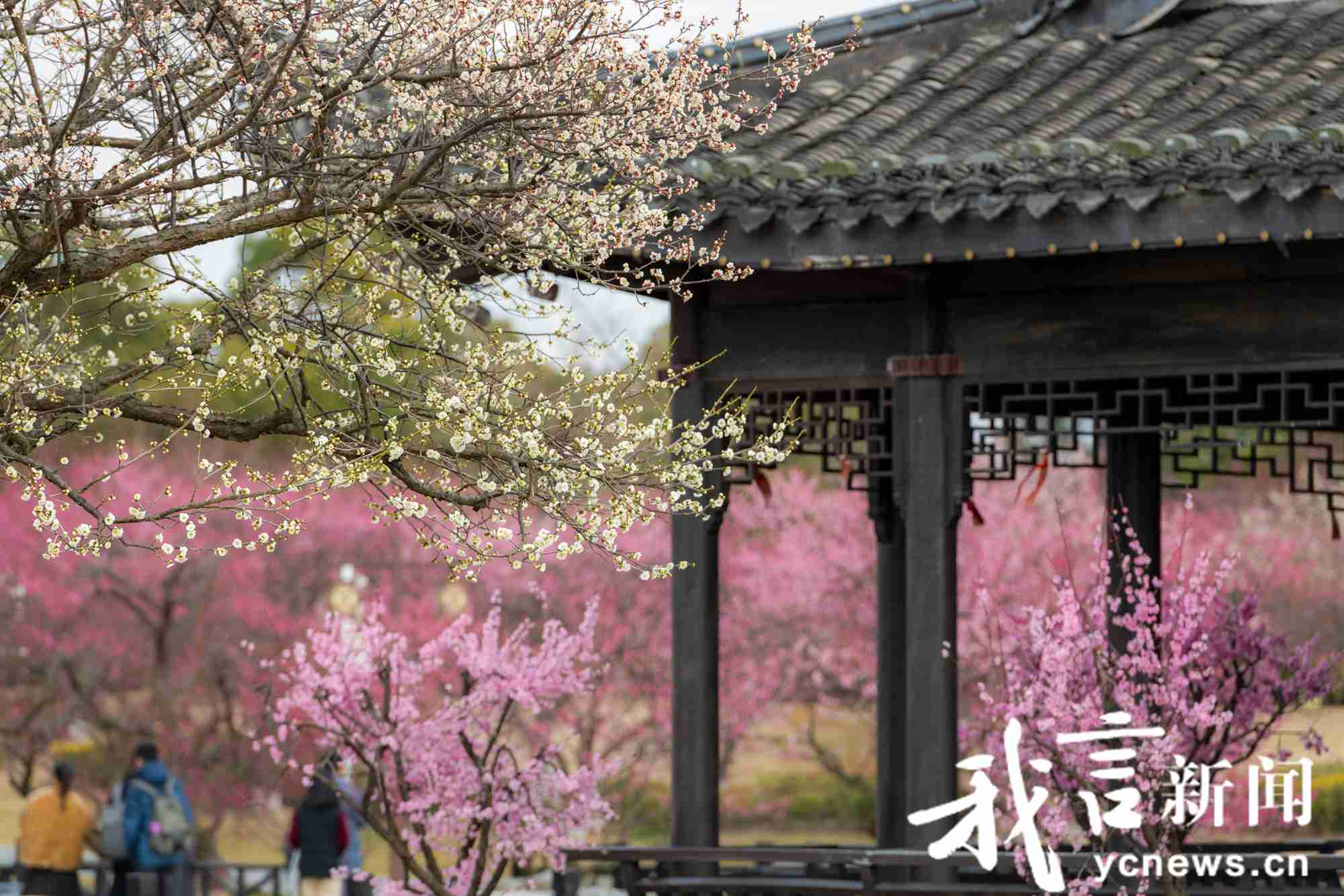 盐阜大地多处梅花绽放引客来