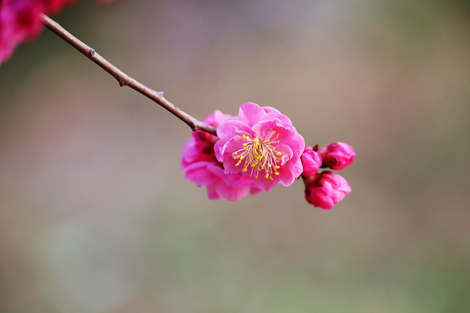 每日一景 | 盐城盐都:在春天看一场梅花