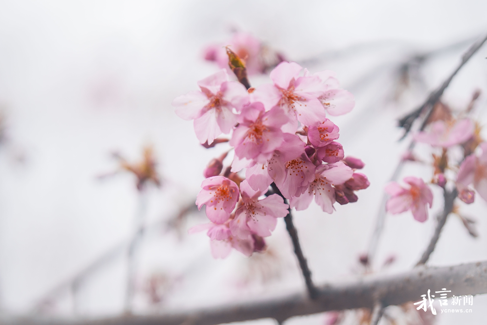 大洋湾樱花园早樱盛放 开启春日赏樱模式