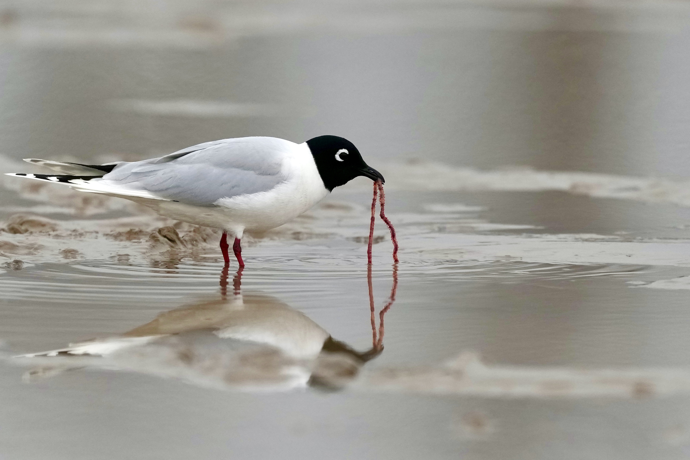 春迁候鸟落脚条子泥