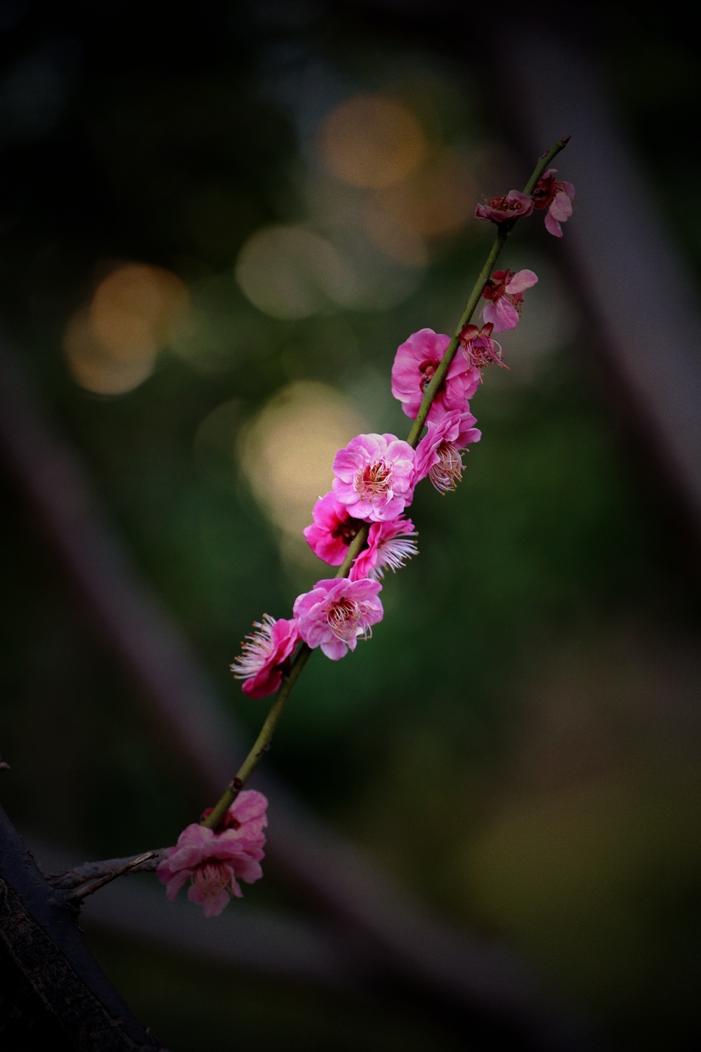 每日一景丨盐城盐都:梅花盛放,春意满怀