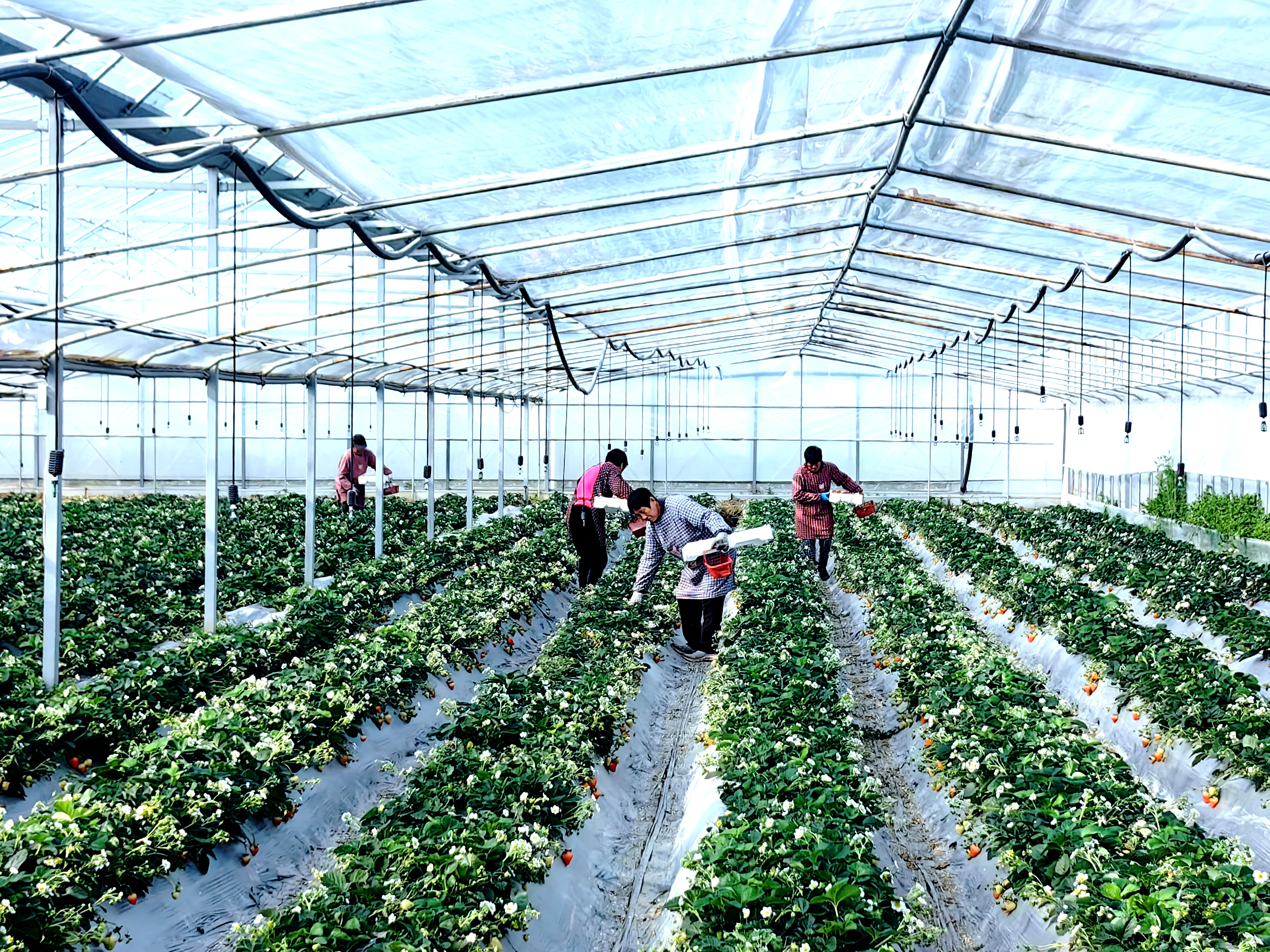 草堰镇抢摘分装草莓保供应