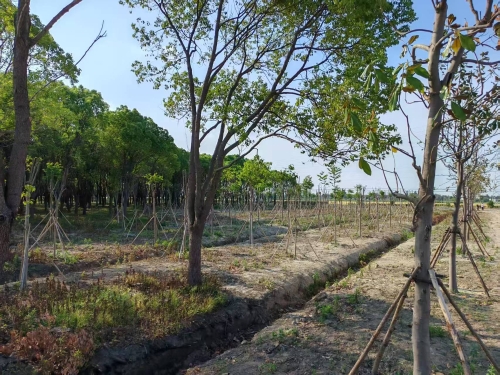 江苏泰州：从“增绿”向“提质”转变，2025年完成低效林改造5928亩