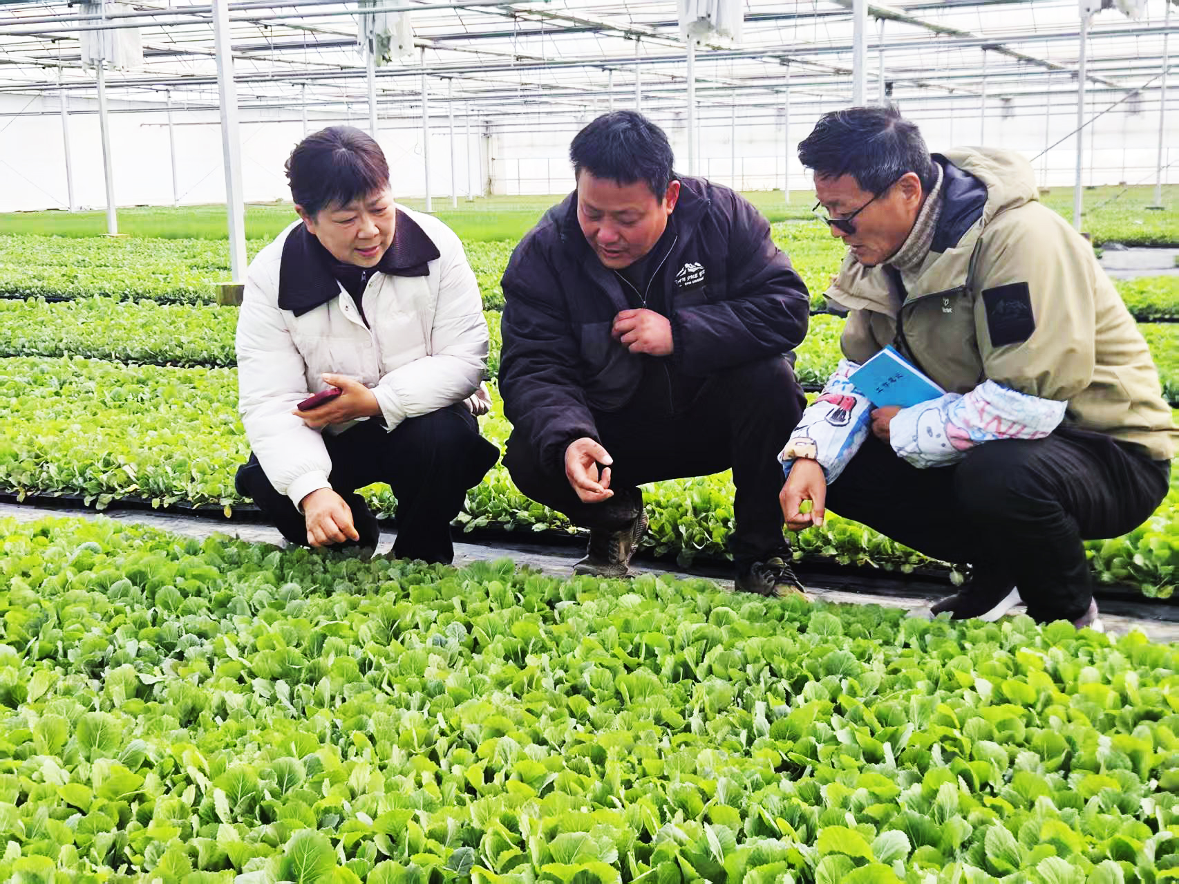 南阳镇：赋能育苗产业提质增效