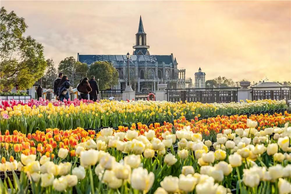 免票+打折！荷兰花海给盐城球迷发福利啦！