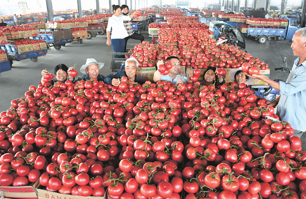 连云港：种植“版图”达15万亩 看一颗小番茄的产业跃迁之路