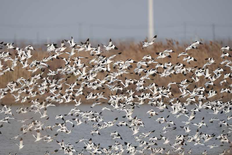 视觉江苏丨盐城:春迁候鸟落脚条子泥