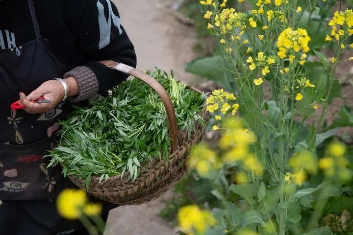 今年吃“野菜”第一批中招的人出现了！专家紧急提醒，这几类人群慎食→