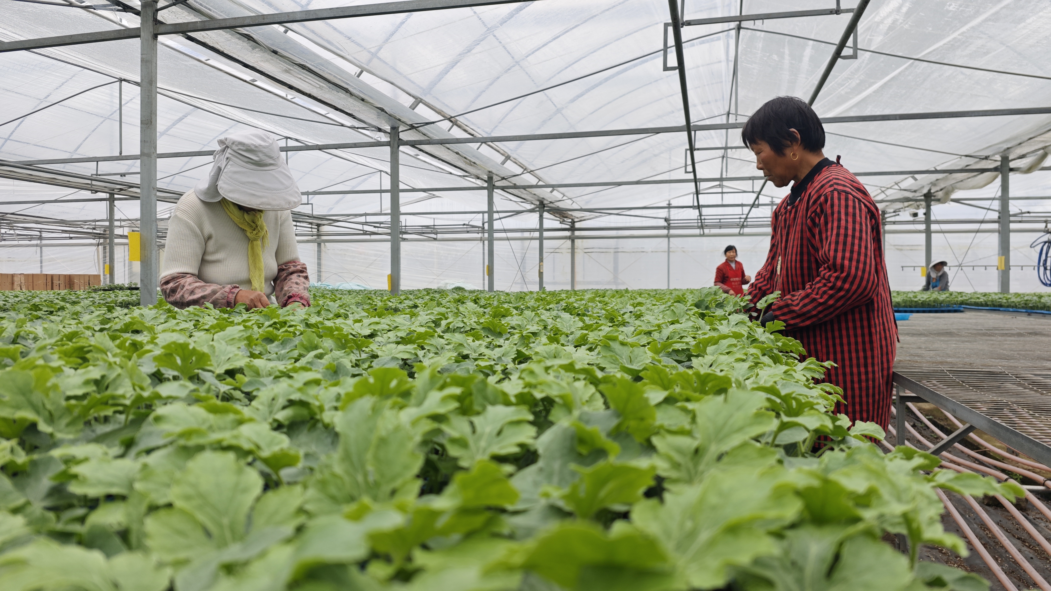 东台春耕备耕热潮涌动