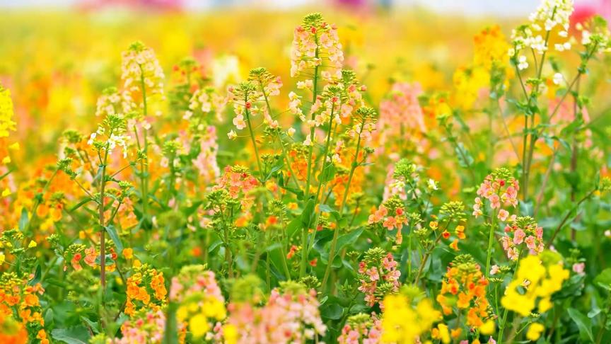 盐都：七彩花海绘就春日“美丽经济”