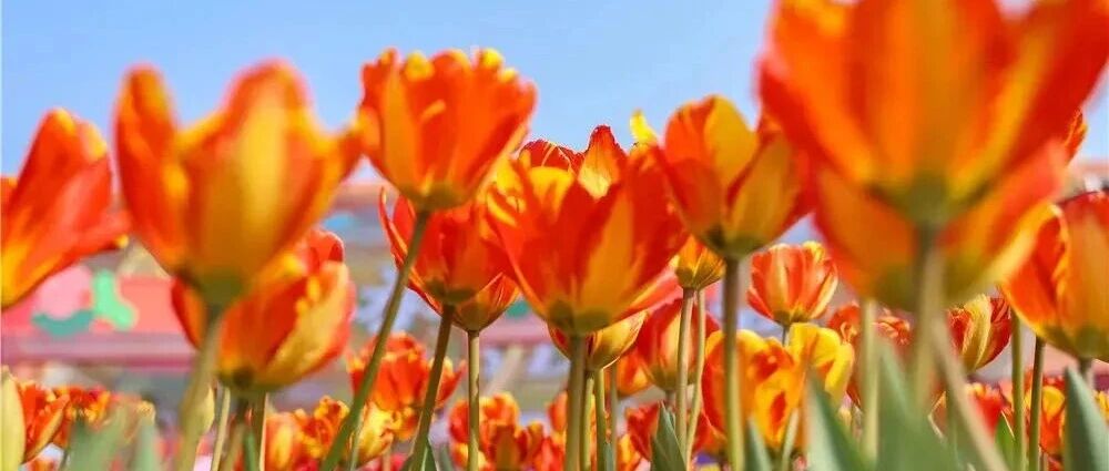 2026荷兰花海郁金香文化旅游季本周六启幕