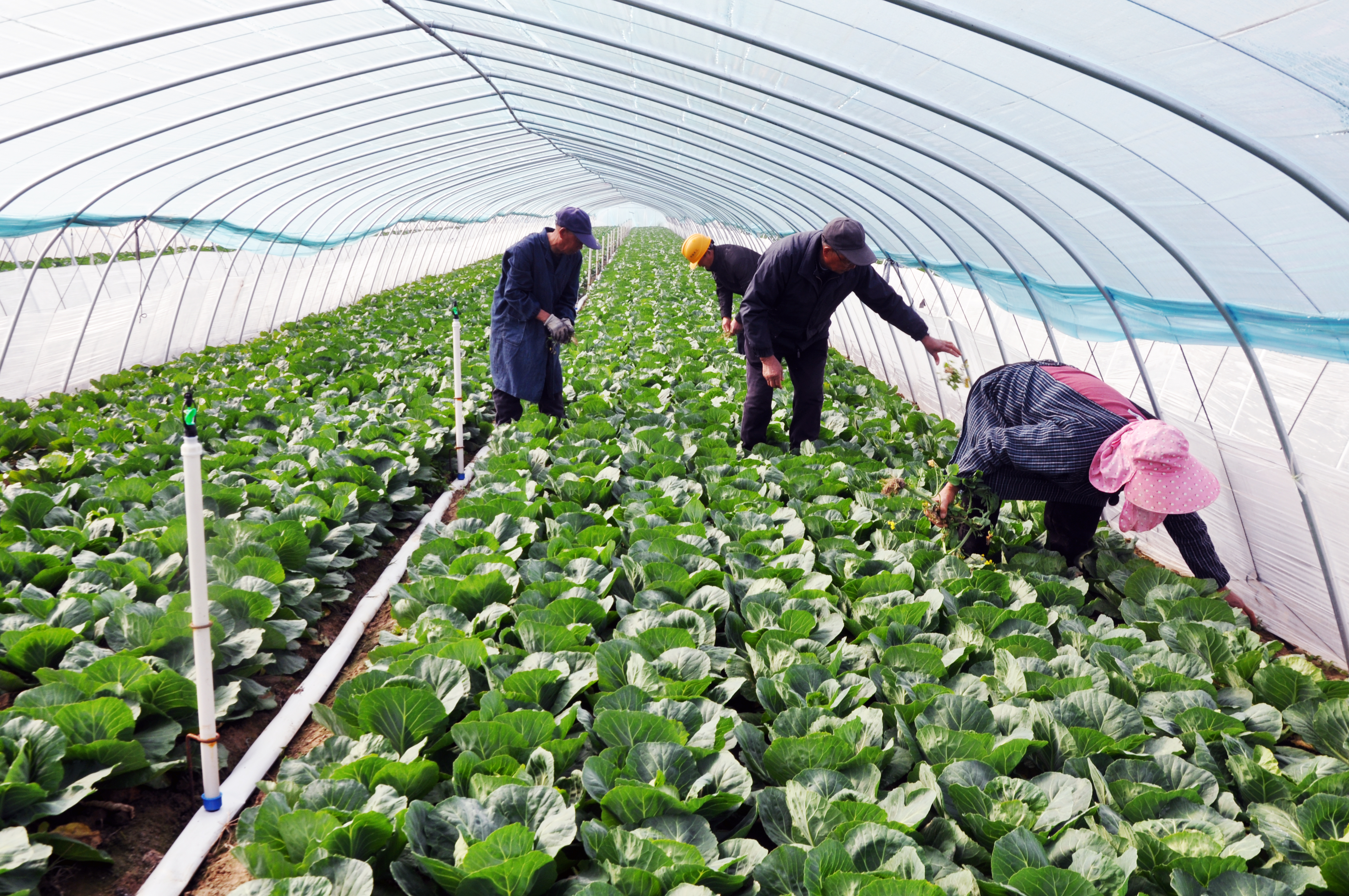 大中街道恒丰村发展甘蓝增收益带民富