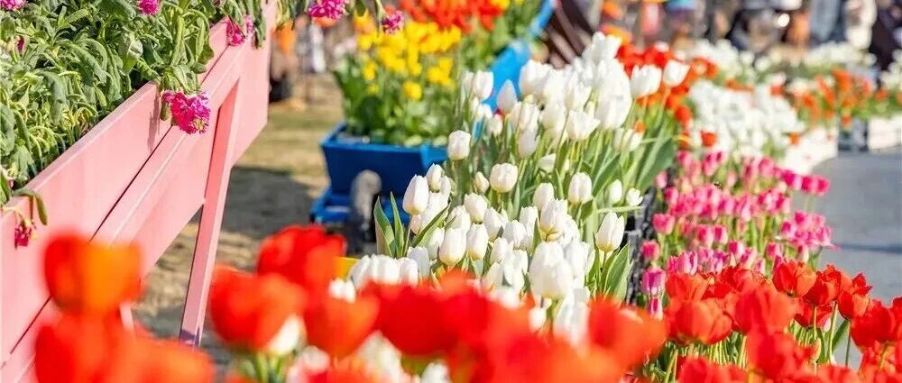 春天就是要来盐城看花花花花花！