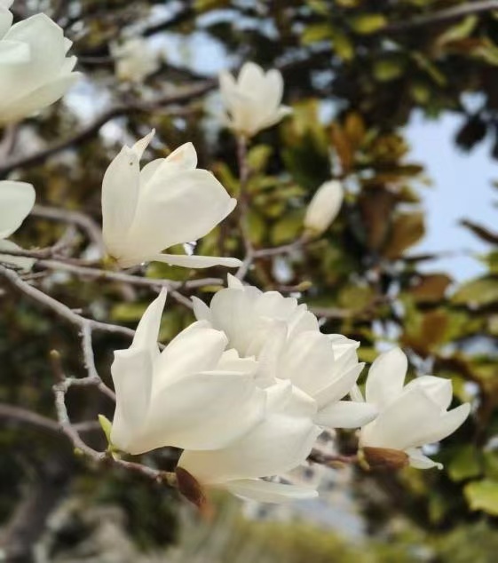 我的铁路风景丨玉兰花开,一路向淮(杨杏)