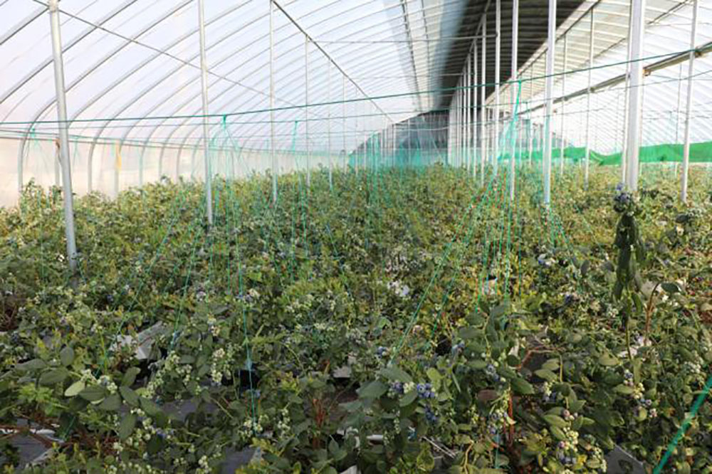 连云港赣榆：春日采摘正当时 农旅融合激活乡村“甜蜜经济”