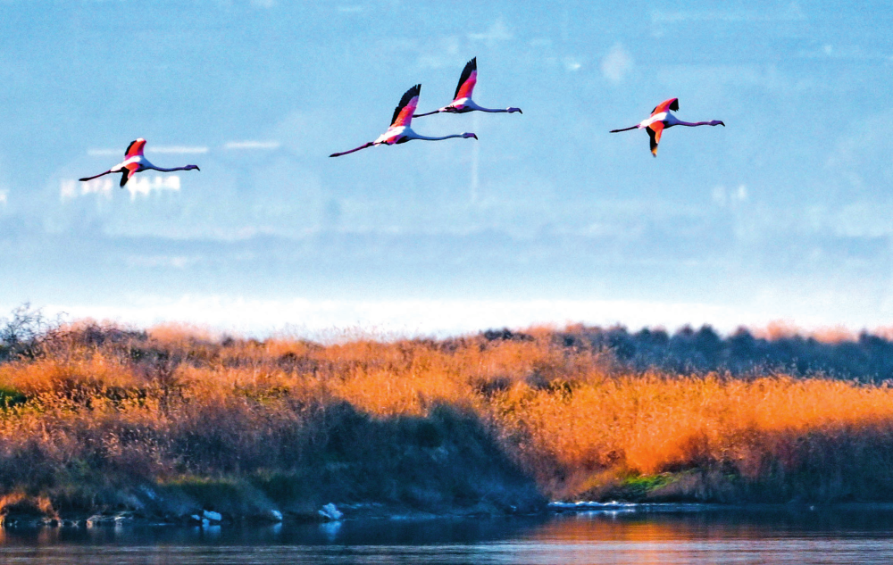 瞭望·治国理政纪事｜全方位全地域全过程保护生态环境