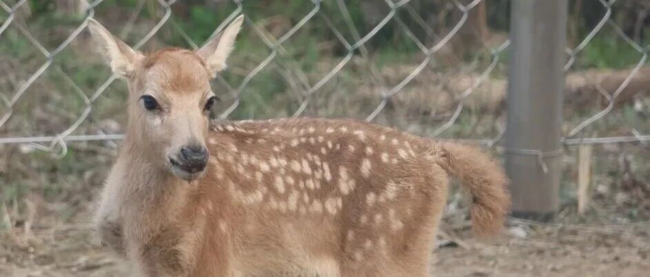 马年首鹿来啦！