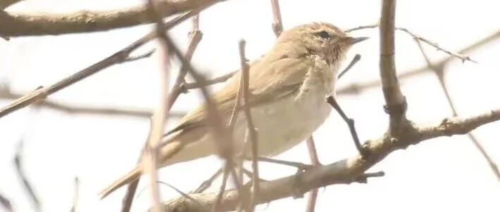 “新居民”亮相！叽喳柳莺首现盐城