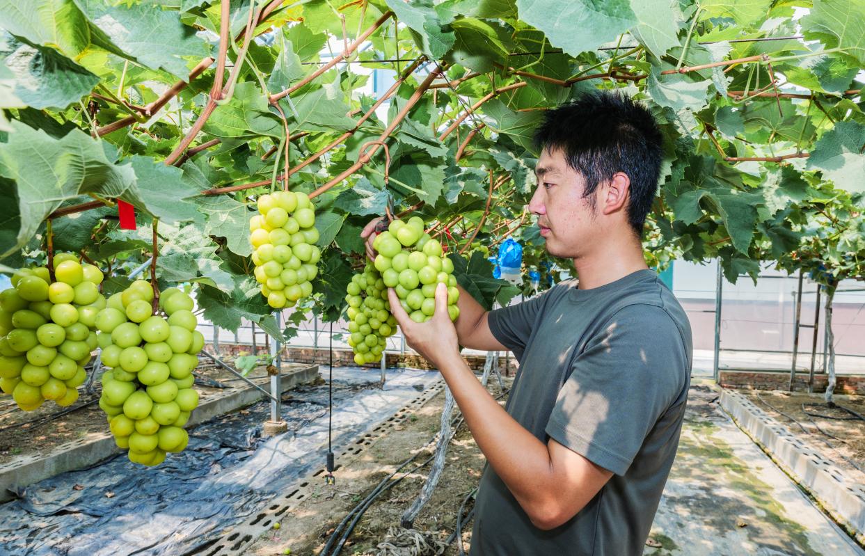 从“优秀士兵”到“新农人”——退役军人潘志鹏的乡村振兴之路