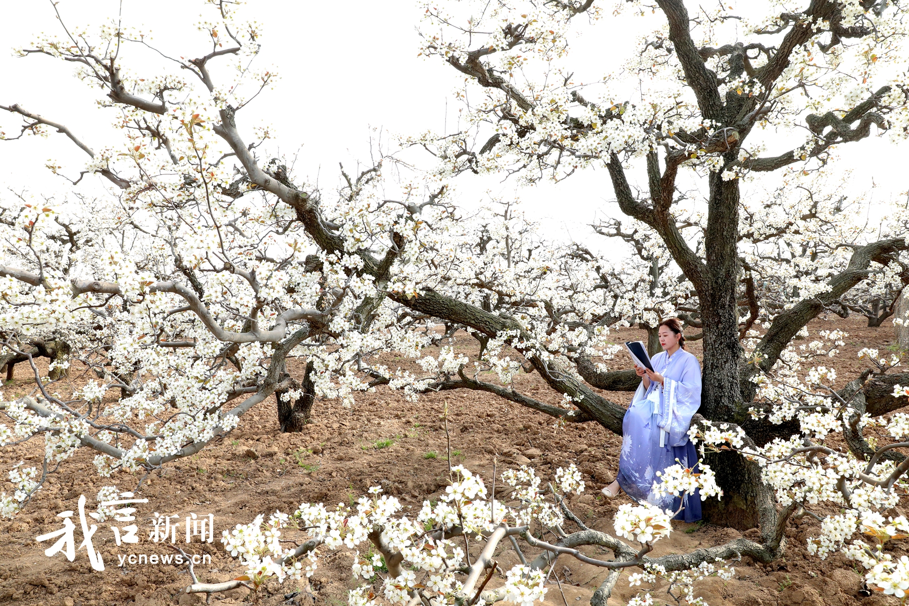 踏青赏花享春光
