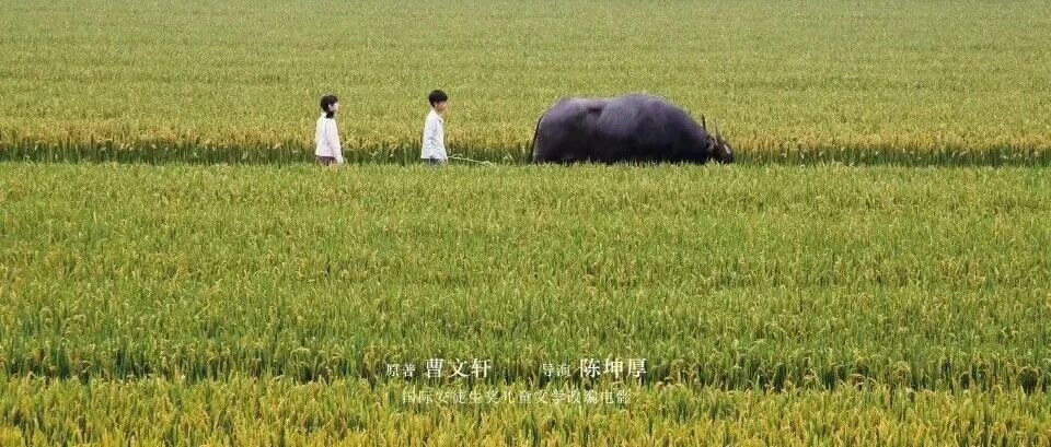 《青铜葵花》电影版定档，作家曹文轩：今天这个世界需要感动
