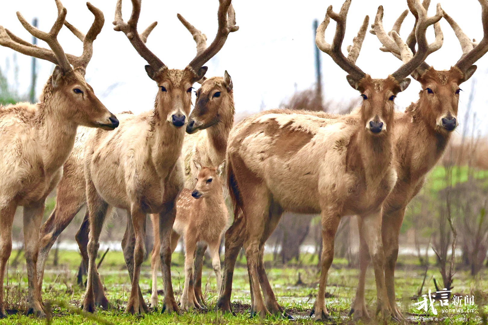 条子泥湿地喜迎新生命！