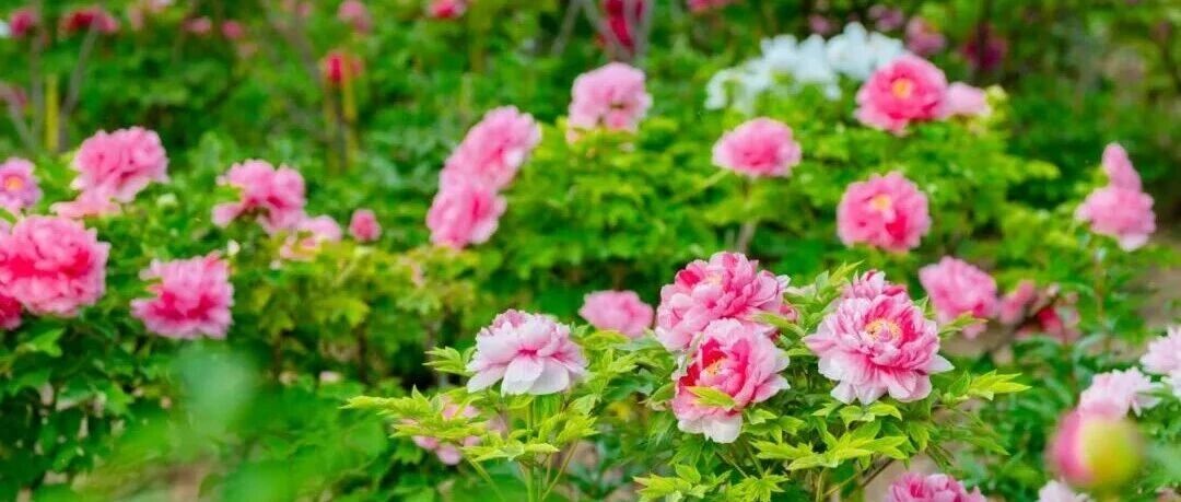 盐城顶流大赏！现在去，还来得及！